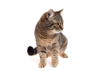 Sitting Tabby Cat Looking to the Right on White Background