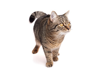 Domestic tabby cat with striking golden eyes walking gracefully on a white background, showcasing its playful demeanor and curious nature in a vibrant and lively setting