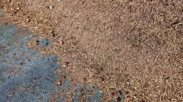 Close-up of grains on ground in Dobele, Latvia