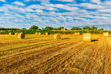 Fototapeta premium golden summer landscape of yellow panoramic wheat field with stacks and agricultural rows in a rural sunset meadiw with beautiful evening cloudy sky on background