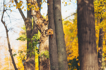 Colorful autumn forest with a small birdhouse hanging on a tree, inviting feathered friends during a sunny day