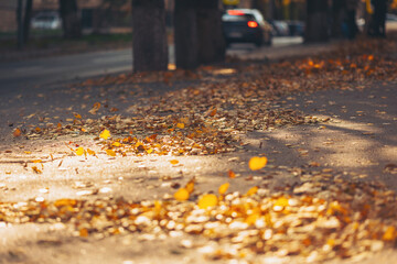 Colorful autumn leaves dance along a quiet street in a lively neighborhood during a sunny afternoon