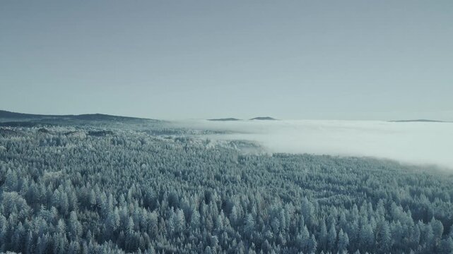 Panorama &uuml;ber eisigen verschneiten Wald