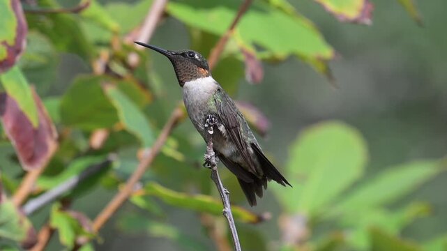 Male ruby-throated hummingbird perches, then lifts into slow motion flight on the Texas Coast, showing an iridescent gorget while preparing for autumn migration