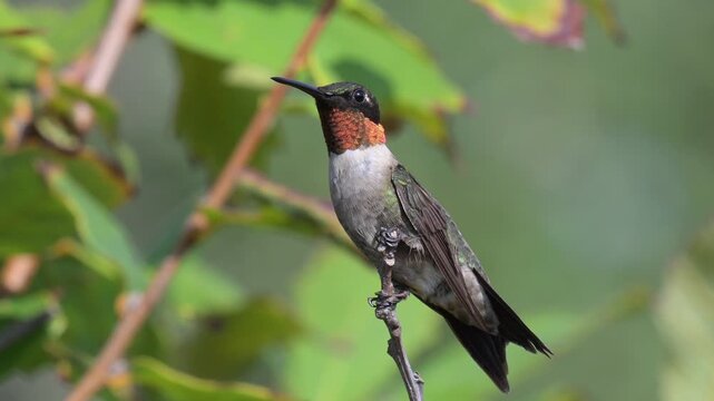 Male ruby-throated hummingbird perches, then lifts into slow motion flight on the Texas Coast, showing an iridescent gorget while preparing for migration