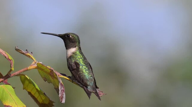 Male ruby-throated hummingbird perches, then lifts into slow motion flight on the Texas Coast, showing an iridescent gorget while preparing for it's migration