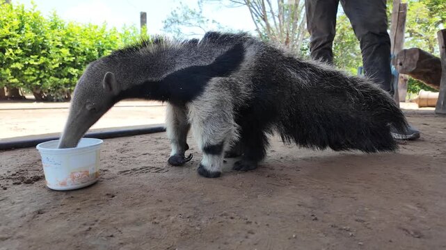 Rare, close-up view of a vulnerable Myrmecophaga tridactyla orphan drinking from a bowl.
