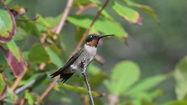 Male ruby-throated hummingbird perches, then lifts into slow motion flight on the Texas Coast, showing an iridescent gorget while preparing for fall migration