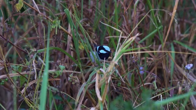 A male Superb Fairywren (Malurus cyaneus) with blue plumage, perched on a branch amidst dense dry, tall grass and reeds, spread its wings and fly away, close up shot.