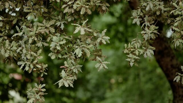 Detailed view of oak tree leaves in lush greenery