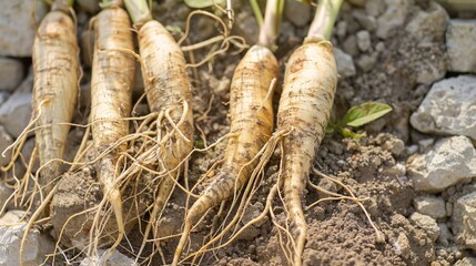 Ginseng: Traditional Herbal Supplement for Energy & Immunity – Korean, American Varieties. Used in Teas, Extracts, Capsules. Natural, Premium Options for Daily Wellness.