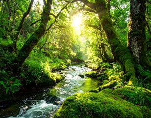 Sunlight streams through lush forest stream