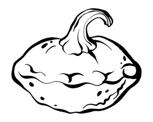Black ink vector drawing of pumpkin. Outline sketch for seasonal thanksgiving, Halloween, autumn vegetable and food design.