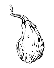Vector linear outline illustration of pumpkin. Hand drawn etching sketch for thanksgiving, Halloween, autumn harvest design element.