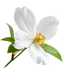 Closeup of a single white dahlia flower in bloom, its perfect petals isolated on white with a hint of yellow at its center, epitomizing spring beauty