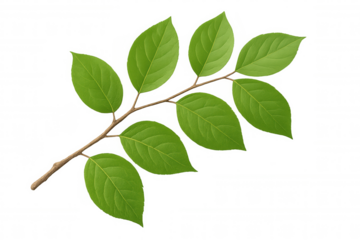 Green tree branch with fresh leaves, showing growth and nature, isolated on a transparent background