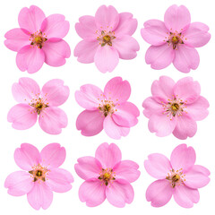 A beautiful set of pink and white cherry blossom flowers isolated on white, capturing the spring nature of the blooming tree branch