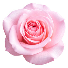 Beautiful single pink rose flower with green bud and petals, isolated on a clean white background, perfect for a nature, romance, or Valentine's Day gift theme