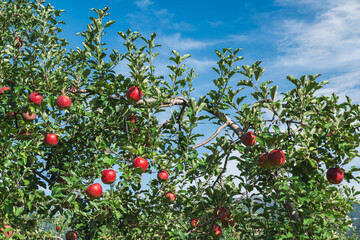 りんご農園　シナノスイート