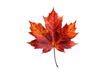 Fototapeta premium A close-up view of a vibrant, multi-toned maple leaf against a stark, black backdrop