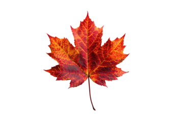 A close-up view of a vibrant, multi-toned maple leaf against a stark, black backdrop