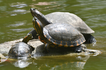 Fototapeta premium Casal de tartaruga de água doce com bebê tomando sol nas pedras do lago do jardim do Museu da República - Catete - RJ