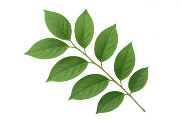 Fototapeta premium Green leaf branch with fresh foliage on a transparent background, symbolizing nature, growth, and eco-friendly concepts