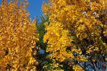 Bright yellow golden maple foliage