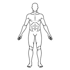 Anatomical outline of a muscular human male figure front view showing detailed muscle definition and body structure for medical or fitness concepts isolated on white background