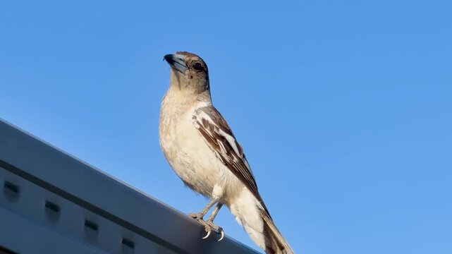 Australian Butcherbird Perched on Metal Roof Under Clear Sky