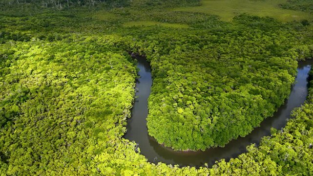 Aerial Flyover of River Bend in Lush Daintree Rainforest
