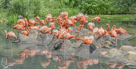 Flamingos