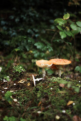 Mushrooms in autumn in the forest, champignons, fly agaric, forest mushrooms