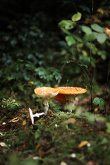 Mushrooms in autumn in the forest, champignons, fly agaric, forest mushrooms