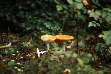 Mushrooms in autumn in the forest, champignons, fly agaric, forest mushrooms