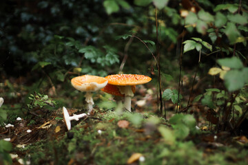 Mushrooms in autumn in the forest, champignons, fly agaric, forest mushrooms