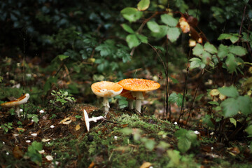 Mushrooms in autumn in the forest, champignons, fly agaric, forest mushrooms
