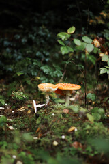 Mushrooms in autumn in the forest, champignons, fly agaric, forest mushrooms