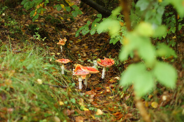 Mushrooms in autumn in the forest, champignons, fly agaric, forest mushrooms