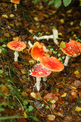 Mushrooms in autumn in the forest, champignons, fly agaric, forest mushrooms