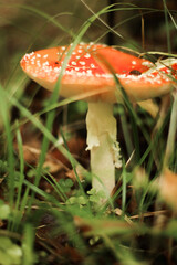 Mushrooms in autumn in the forest, champignons, fly agaric, forest mushrooms