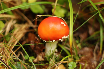 Mushrooms in autumn in the forest, champignons, fly agaric, forest mushrooms