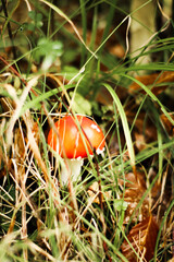 Mushrooms in autumn in the forest, champignons, fly agaric, forest mushrooms