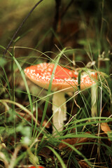Mushrooms in autumn in the forest, champignons, fly agaric, forest mushrooms