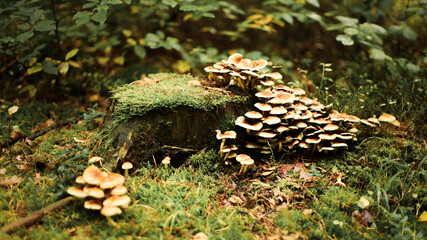 Mushrooms in autumn in the forest, champignons, fly agaric, forest mushrooms