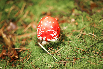 Mushrooms in autumn in the forest, champignons, fly agaric, forest mushrooms