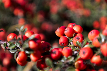 Close-up of vibrant red Firethorn berries (Pyracantha) with a blurred autumn background, perfect for seasonal, nature, and garden-themed projects. Ideal for food and wellness.