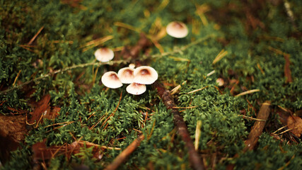 Mushrooms in autumn in the forest, champignons, fly agaric, forest mushrooms