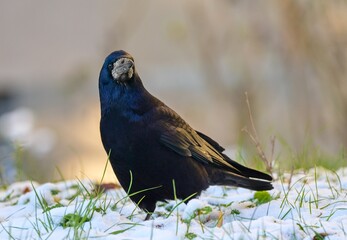 raven in the snow