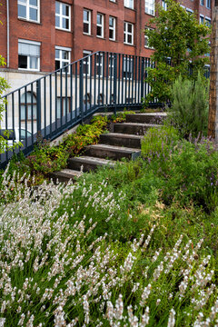 Green urban garden with flowering Mediterranean vegetation next to modern architecture in Hamburg, combining structure, serenity and sustainability